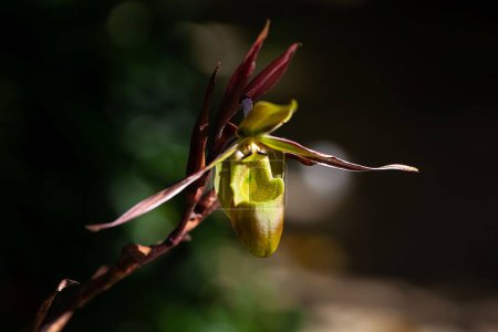 Blüte einer Phragmipedium longifolium Orchidee, einer Art aus Mittelamerika. 