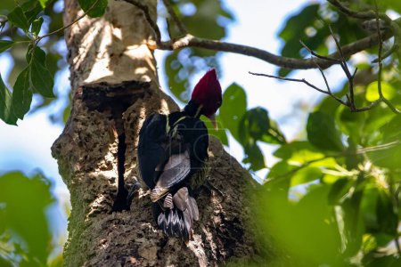 Un pic à bec pâle, Campephilus guXoalensis, sur un arbre dans une forêt tropicale, Costa Rica. 