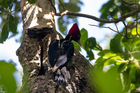 A pale billed woodpecker, Campephilus guatemalensis, on a tree in a rainforest, Costa Rica. 