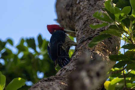 Un pájaro carpintero de pico pálido, Campephilus guatemalensis, sobre un árbol en una selva tropical, Costa Rica. 