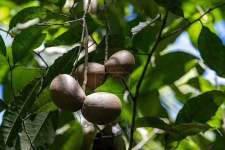Fruits d'un arbre à boules de cheval, Tabernaemontana donnell-smithii, Costa Rica. 