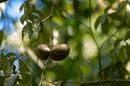 Fruits d'un arbre à boules de cheval, Tabernaemontana donnell-smithii, Costa Rica. 