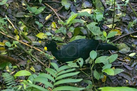 Eine große Curassow, Crax rubra, in einem Regenwald in Costa Rica. 