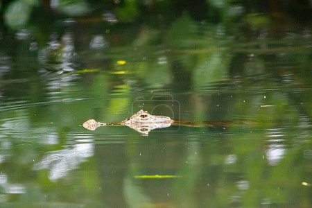 Head of a spectacled caiman, Caiman crocodilus, in dark water, Costa Rica.