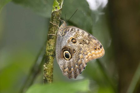 The brush-footed butterfly Caligo telamonius on a branch. 