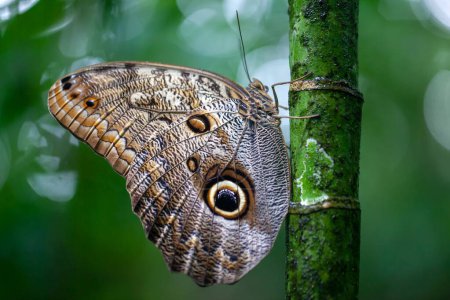 La mariposa de patas de pincel Caligo telamonius en una rama. 
