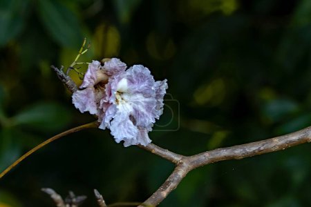 Blüten eines rosigen Trompetenbaums, Tabebuia rosea, Costa Rica. 