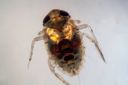 A Corixidae nymph under the microscope and in polarized light. 