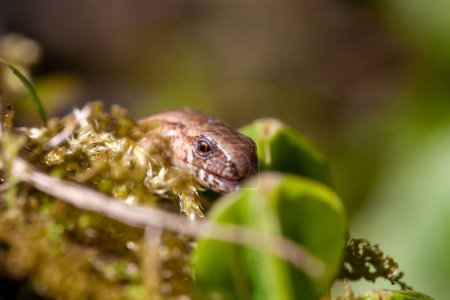 Portrait of a slow worm, Anguis fragilis