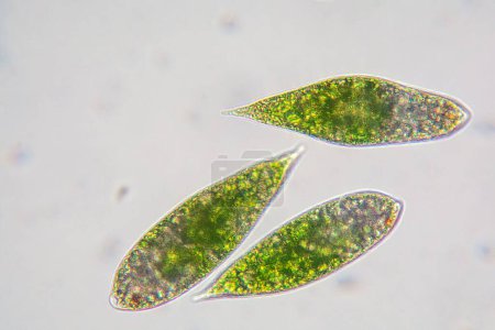 Photo for Euglena single cell flagellate eukaryotes under the microscope - Royalty Free Image