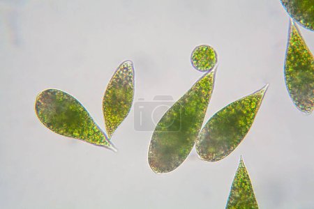 Euglena eucaryotes flagellés unicellulaires au microscope