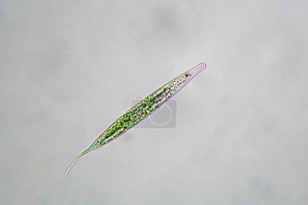Lepocinclis acus or euglena acus, a single cell flagellate eukaryote under the microscope