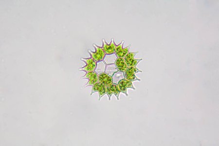 The algae species Pediastrum boryanum under the microscope. 