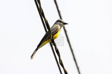 Tropical kingbird, Tyrannus melancholicus, on a wire, Costa Rica. 