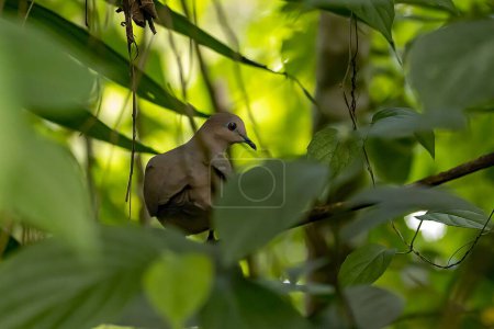 Photo for A white tipped dove, Leptotila verreauxi, in a shrub of a rainforest, Costa Rica. - Royalty Free Image