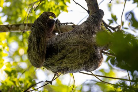 paresseux à gorge brune, Bradypus variegatus, dans un arbre au Costa Rica
