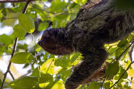 Brown throated sloth, Bradypus variegatus, in a tree in Costa Rica