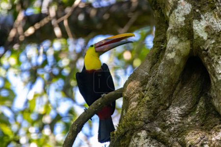 Téléchargez les photos : Toucan mandibé, Ramphastos ambiguus swainsonii, dans un arbre, Costa Rica - en image libre de droit