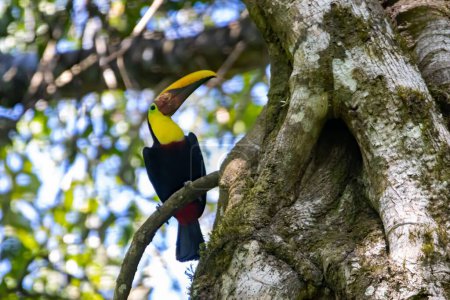 Chestnut mandibled toucan, Ramphastos ambiguus swainsonii, in a tree, Costa Rica