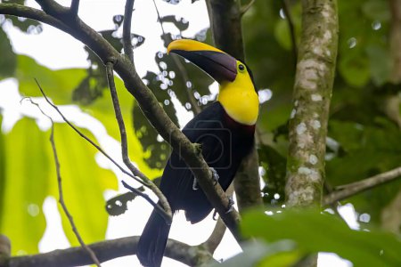 Chestnut mandibled toucan, Ramphastos ambiguus swainsonii, in a tree, Costa Rica