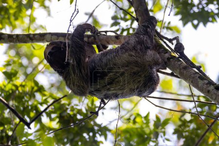 Téléchargez les photos : Paresseux à gorge brune, Bradypus variegatus, dans un arbre au Costa Rica - en image libre de droit