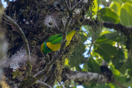 A golden-browed chlorophonia, Chlorophonia callophrys, in a tree, Costa Rica. 