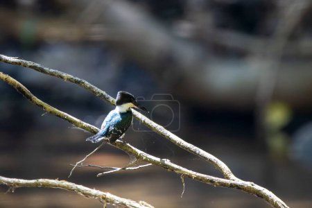 A belted kingfisher, Megaceryle alcyon, on a branch over a river, Costa Rica. 