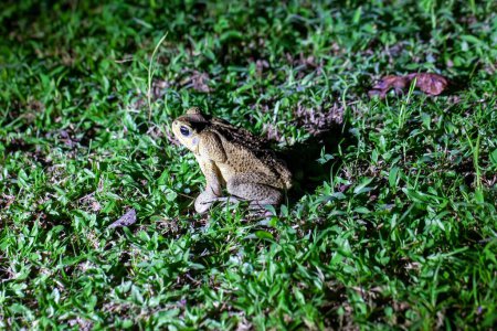A cane toad, Rhinella marina or Bufo marinus, on a lawn. 