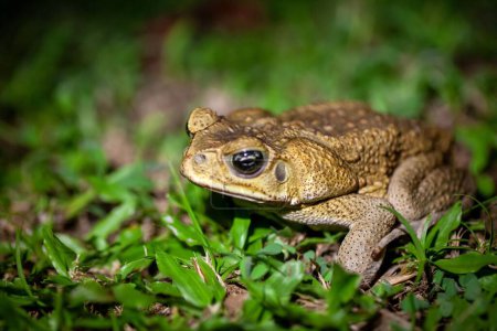 A cane toad, Rhinella marina or Bufo marinus, on a lawn. 
