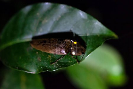 A bioluminescent click beetle, Pyrophorus sp., at night on a leaf, Costa Rica. 