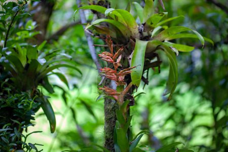 Blütenstand einer Tillandsia leiboldiana an einem Waldbaum. 