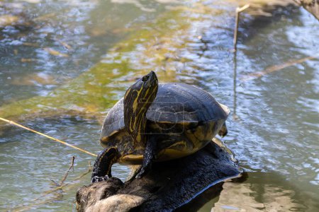 Photo for A Meso-American slider, Trachemys venusta, in Costa Rica. - Royalty Free Image