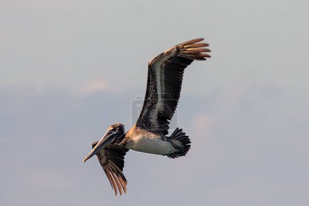 A flying brown Pelican, Pelecanus occidentalis