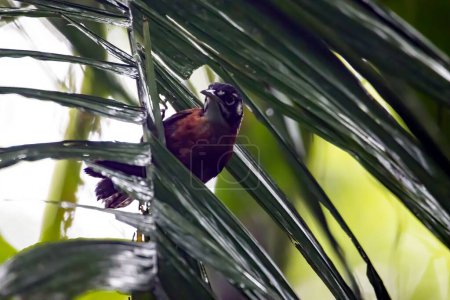 A Bay Wren, Cantorchilus nigricapillus, in a palm leaf, Costa Rica.