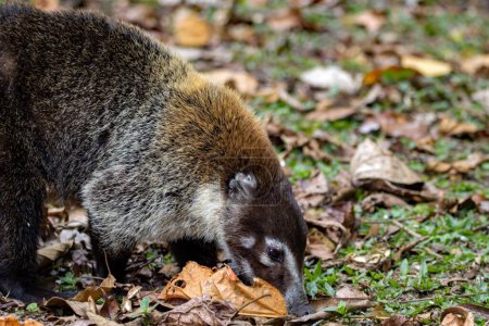 A white nosed coati, Nasua narica, searching for food on a forest floor, Costa Rica. 