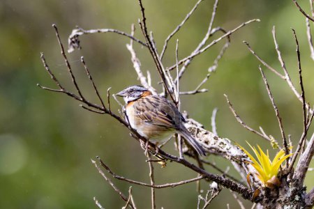 A rufous-collared sparrow, Zonotrichia capensis, on a tree, Costa Rica. 