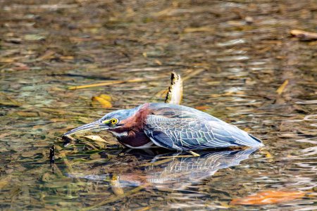 A green heron, Butorides virescens, in shallow water of a river, Costa Rica. 