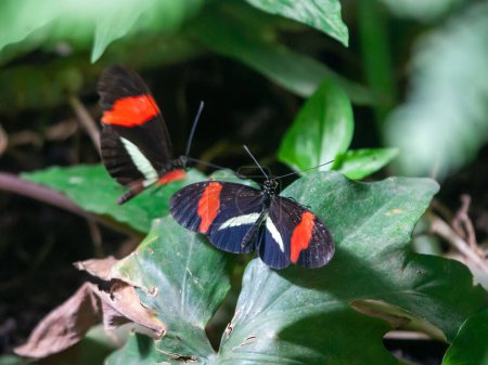 Two red postman, Heliconius erato, on a leaf.