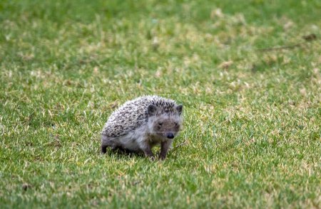 A North African Hedgehog, Atelerix algirus, on a lawn. 