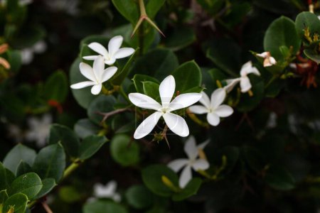Flores de un arbusto de ciruela Natal, Carissa macrocarpa