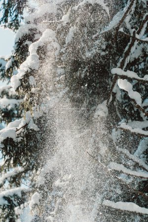 Foto de Nieve cayendo de un pino - Imagen libre de derechos