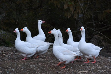 Photo for A gaggle of white farm geese heading in one direction with one stubborn goose determinedly walking the other way. - Royalty Free Image