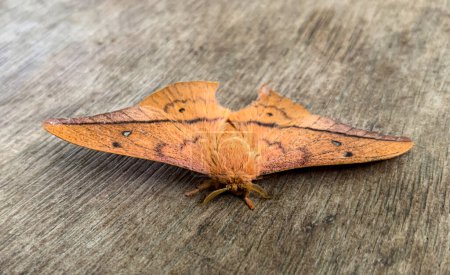 Seltener pelziger Schmetterling auf Holzboden. Artenschutz und seltene Arten.