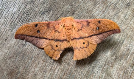 Top view of rare furry butterfly on wooden ground. Conservation and rare species concept
