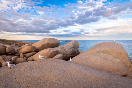 Téléchargez les photos : Vue spectaculaire de la côte rocheuse avec mouettes au-dessus de la péninsule de Fleurieu, Australie-Méridionale - en image libre de droit