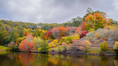 Colourful Australian autumn by the pond in Mount Lofty botanic garden in Crafers, Adelaide Hills, South Australia