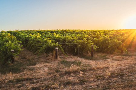 Téléchargez les photos : Vignobles pittoresques de la vallée de Barossa au coucher du soleil vu de la route pendant la tournée des vins. Barossa Valley est l'une des régions viticoles les plus emblématiques d'Australie - en image libre de droit