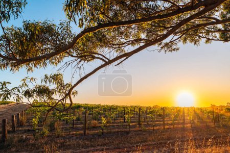 Téléchargez les photos : Vallée de Barossa vignobles de la région viticole au coucher du soleil, Tanunda, Australie du Sud - en image libre de droit