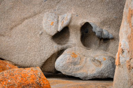 Téléchargez les photos : Remarquables roches compositoin naturel formant un visage de cochon, île de Kangourou, Australie du Sud - en image libre de droit