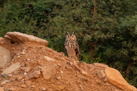 Foto de Bubo bengalensis, también llamado búho águila de roca o búho águila de Bengala, un gran búho con cuernos observado en Hampi en Karnataka, India. - Imagen libre de derechos